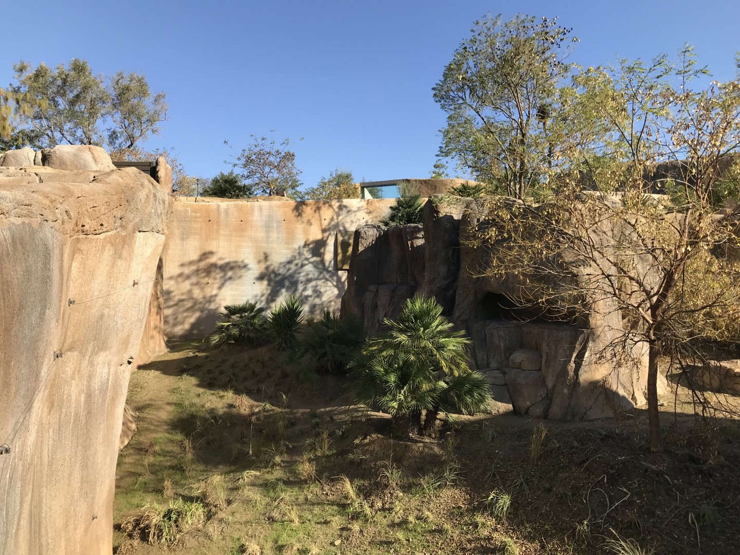 AR Gelada - H Baboon Shared Viewing Area 1 Left