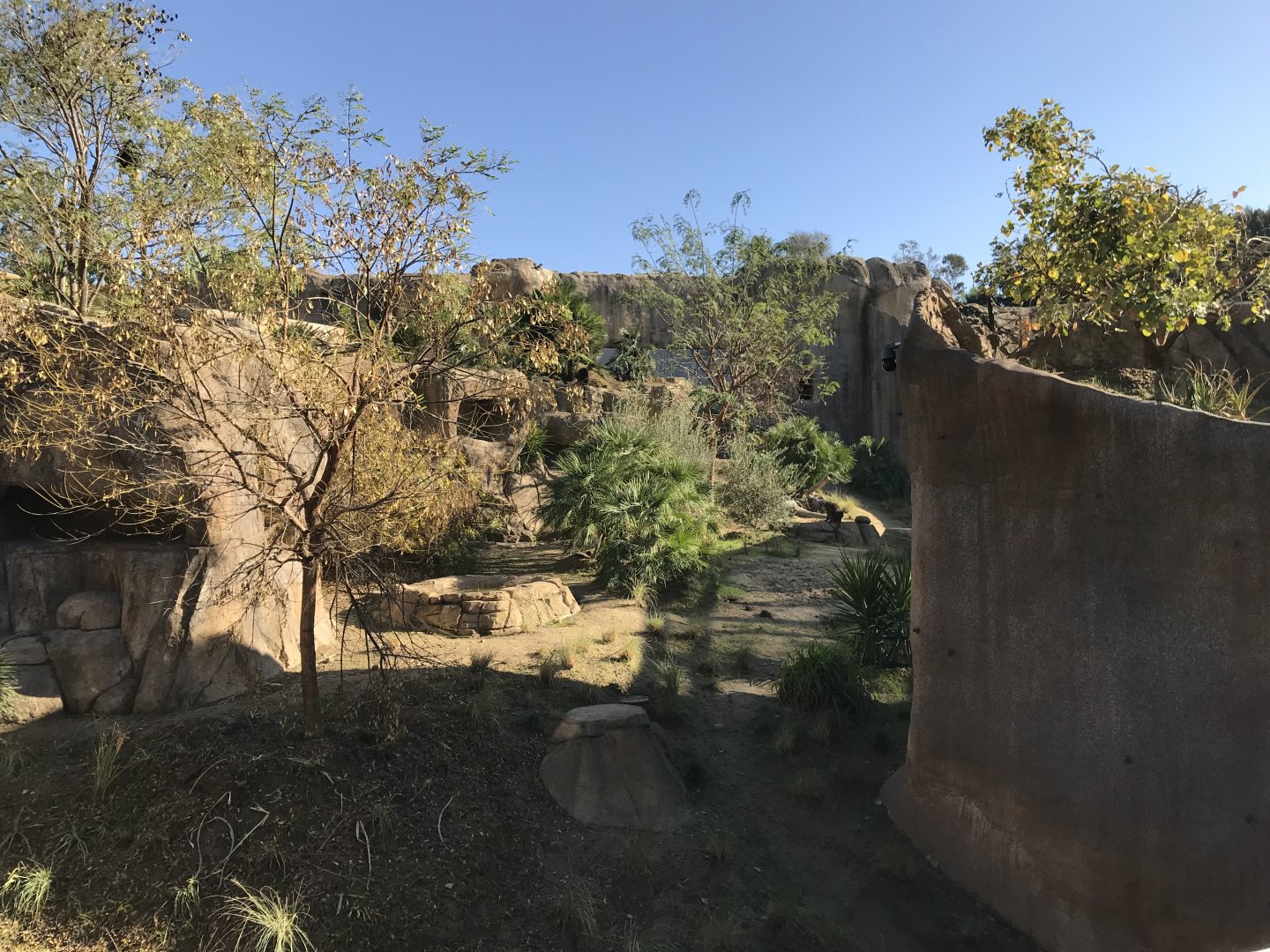 AR Gelada - H Baboon Shared Viewing Area 1 Right
