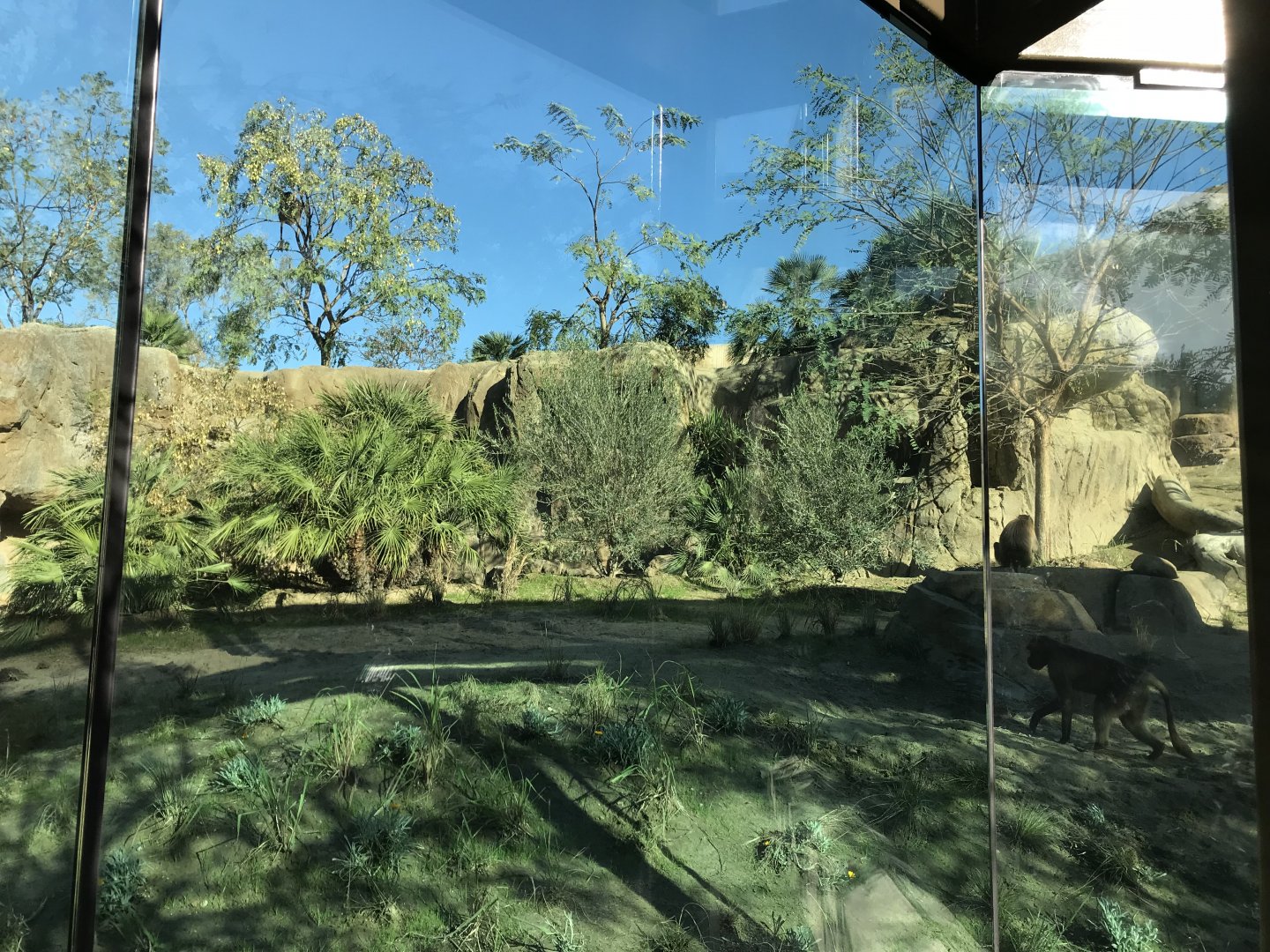 AR Gelada - H Baboon Shared Viewing Area 3 Center