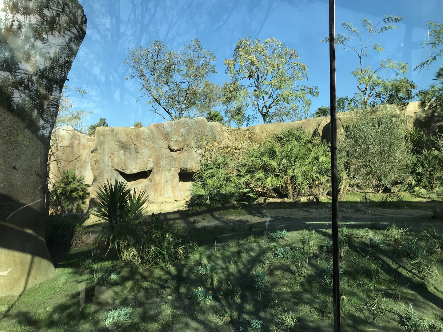 AR Gelada - H Baboon Shared Viewing Area 3 Left