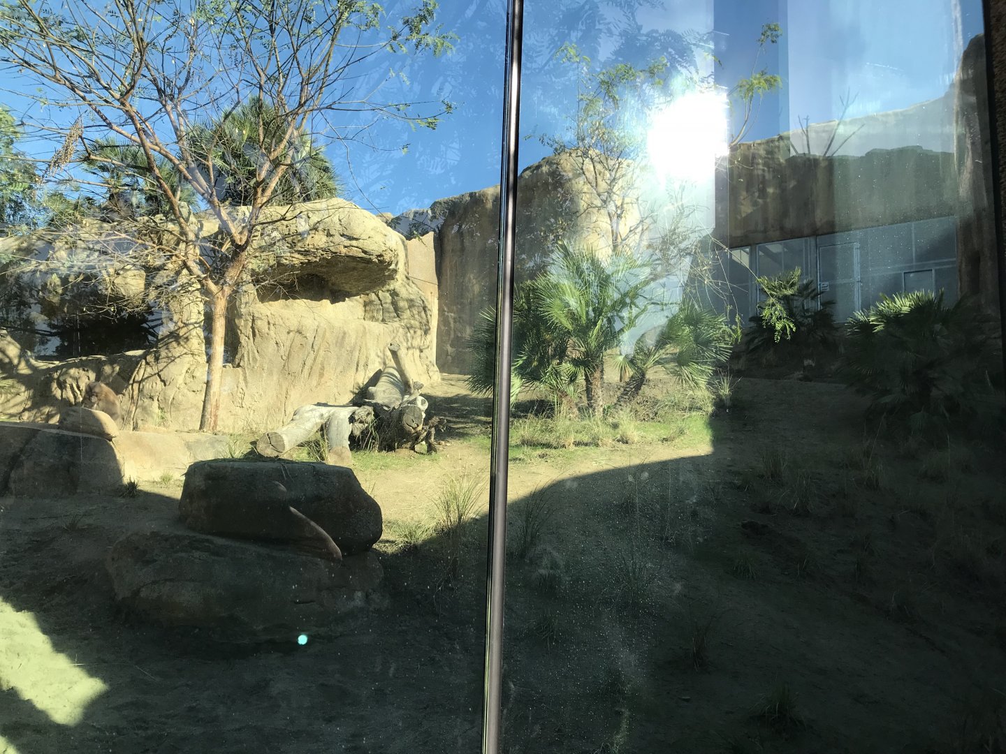 AR Gelada - H Baboon Shared Viewing Area 3 Right