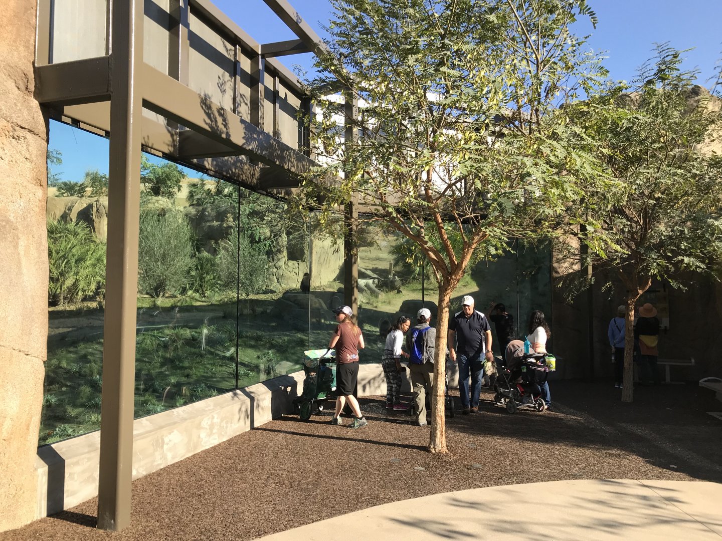 AR Gelada - H Baboon Shared Viewing Area 3