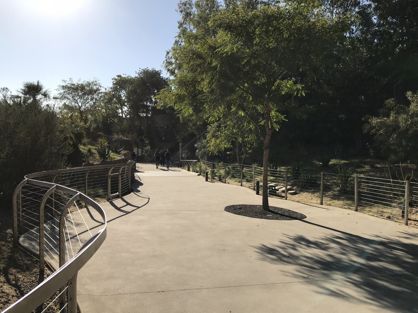 AR H Baboon 1 Path To Viewing Area 4