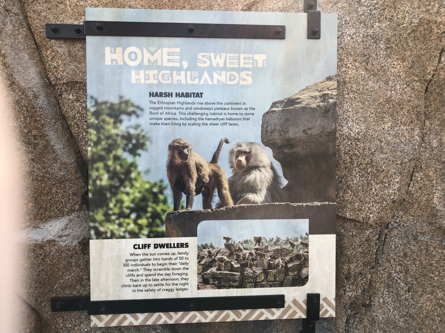 AR H Baboon 1 Sign 1