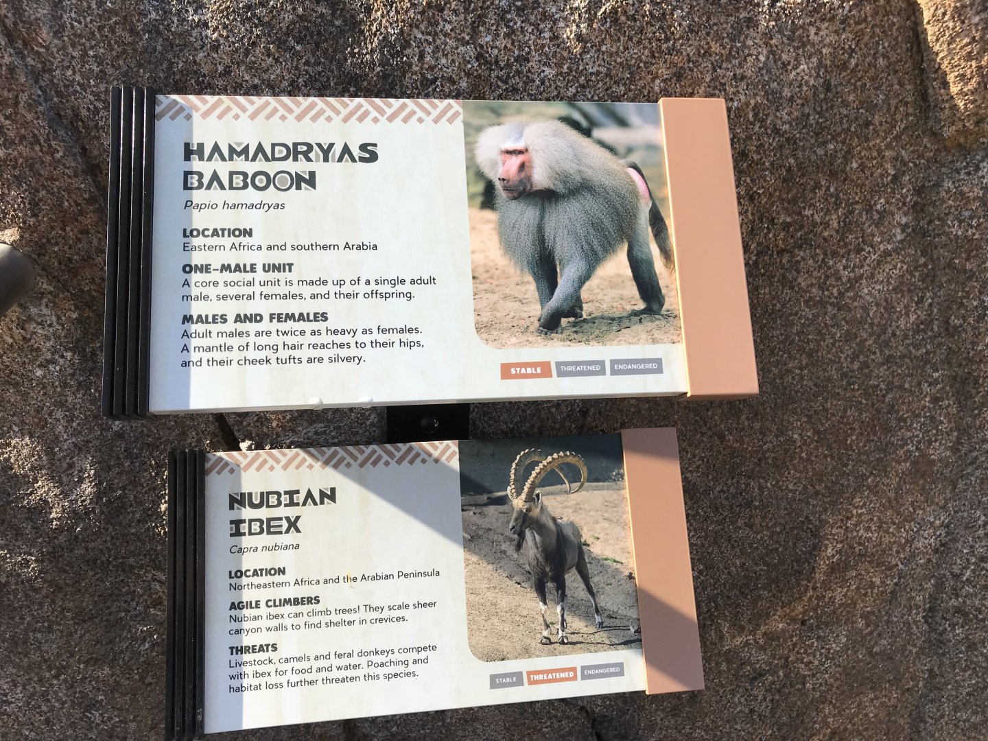 AR H Baboon 1 Sign 2