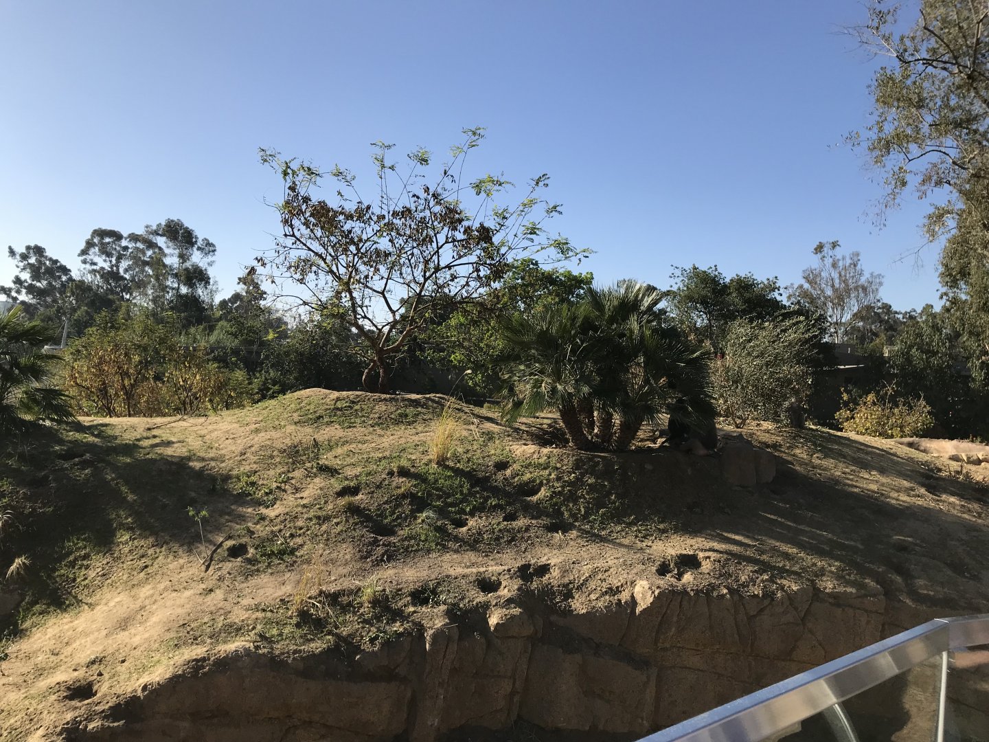 AR H Baboon 1 Viewing Area 1 Center