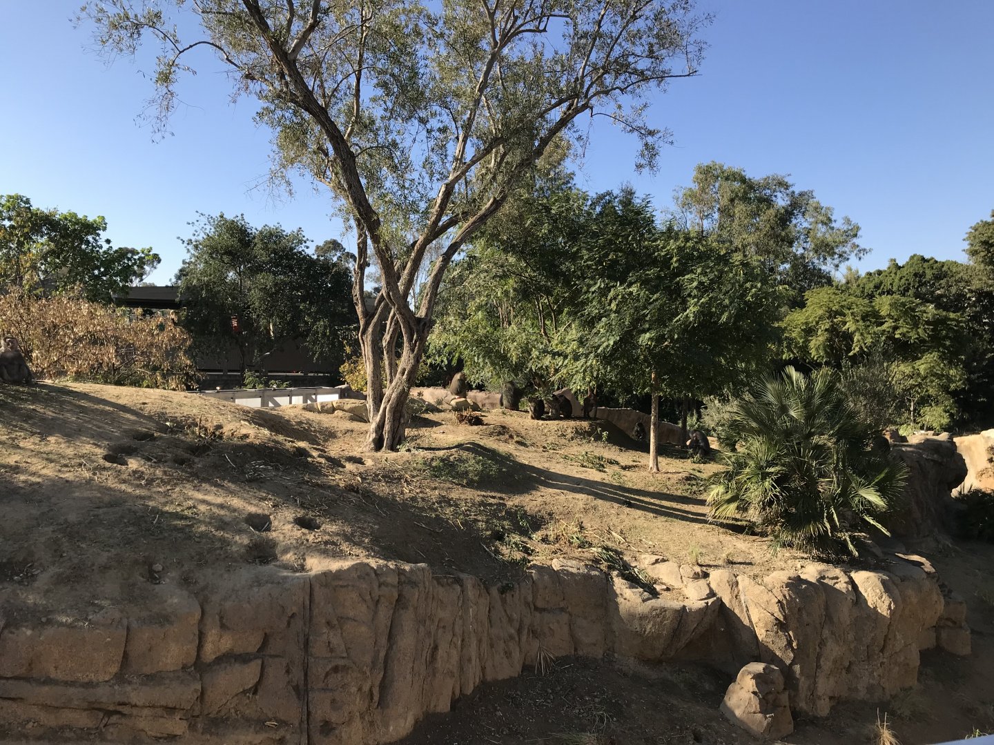 AR H Baboon 1 Viewing Area 1 Right