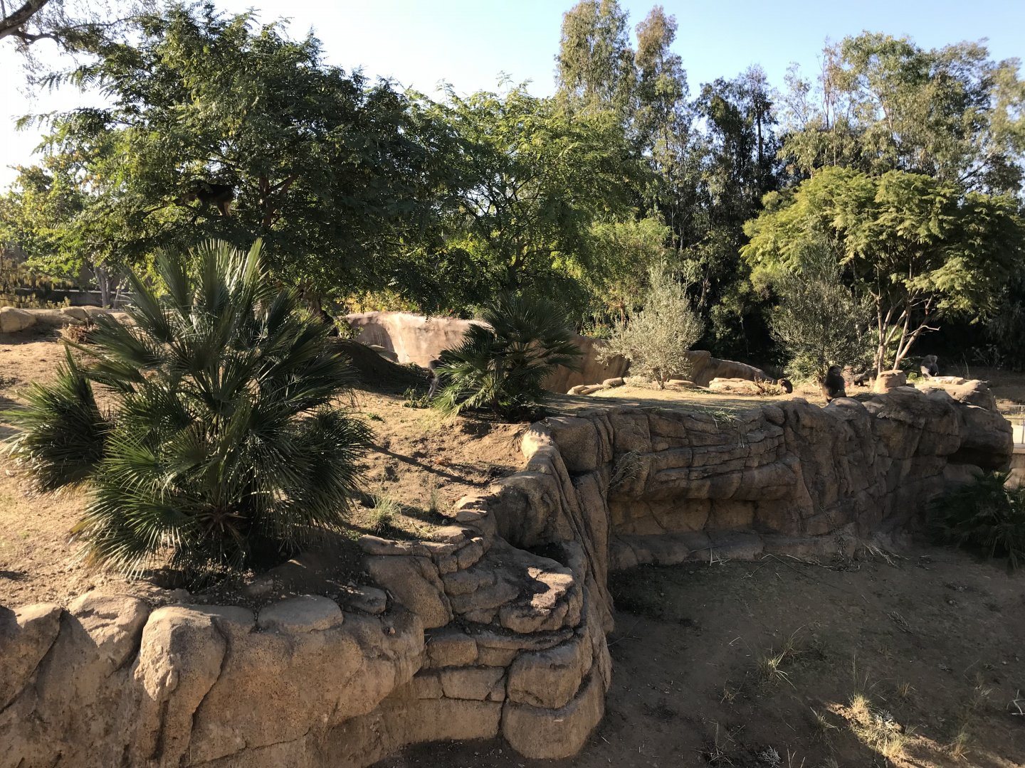 AR H Baboon 1 Viewing Area 2 Center