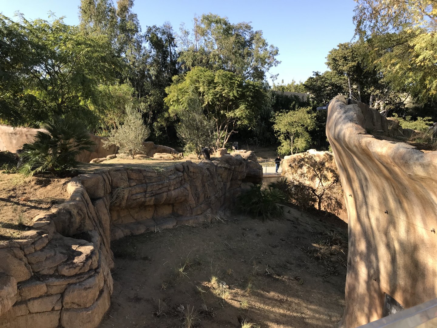 AR H Baboon 1 Viewing Area 2 Right