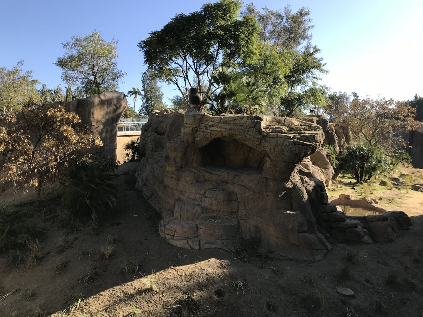 AR H Baboon 1 Viewing Area 4 Center