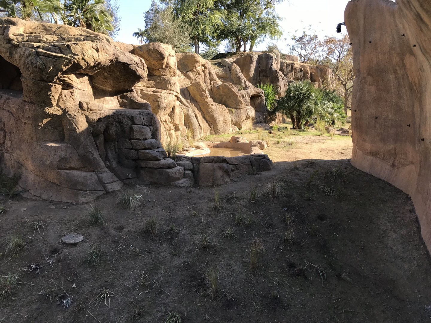 AR H Baboon 1 Viewing Area 4 Water