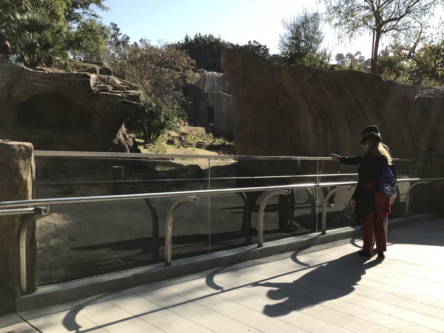 AR H Baboon 1 Viewing Area 4