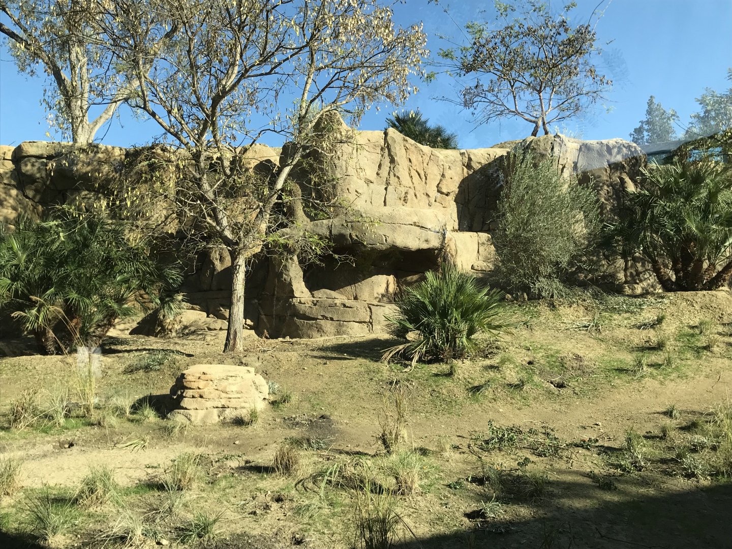 AR H Baboon 1 Viewing Area 5 Center