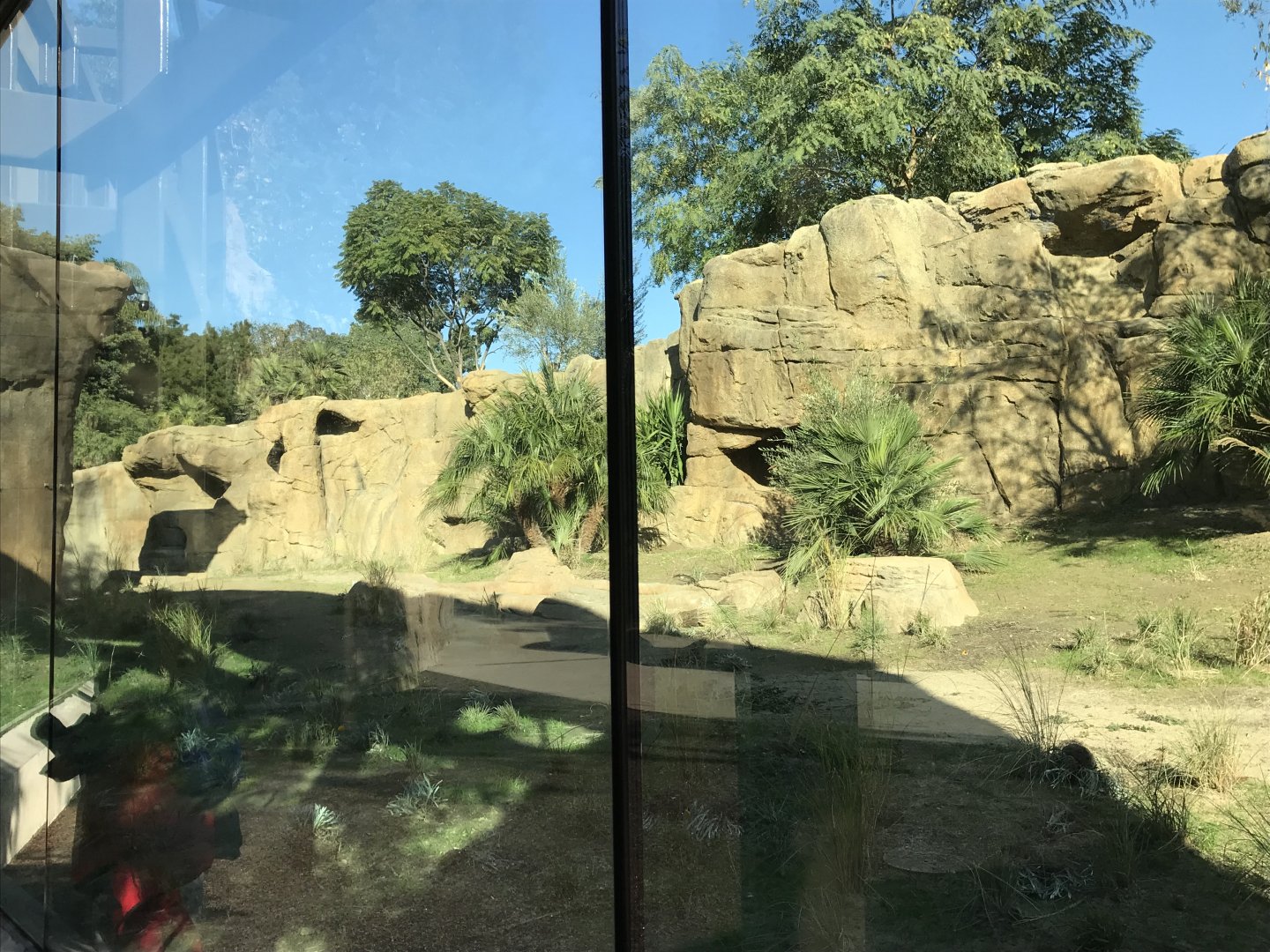 AR H Baboon 1 Viewing Area 5 Left 2