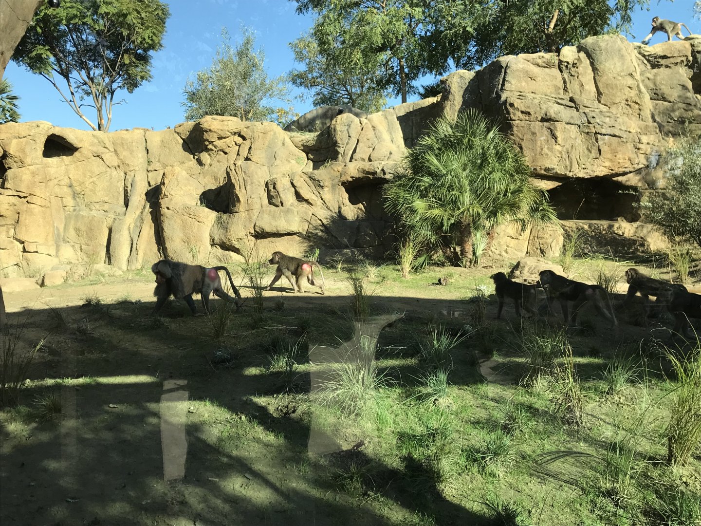 AR H Baboon 1 Viewing Area 5 Left