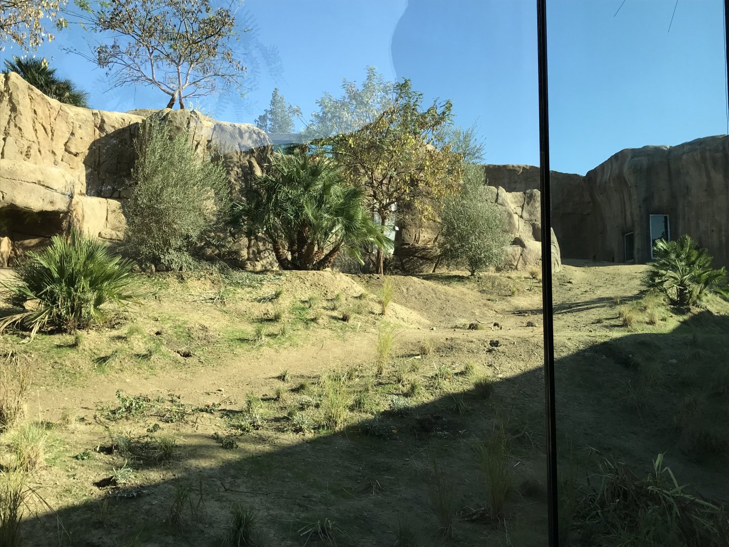 AR H Baboon 1 Viewing Area 5 Right