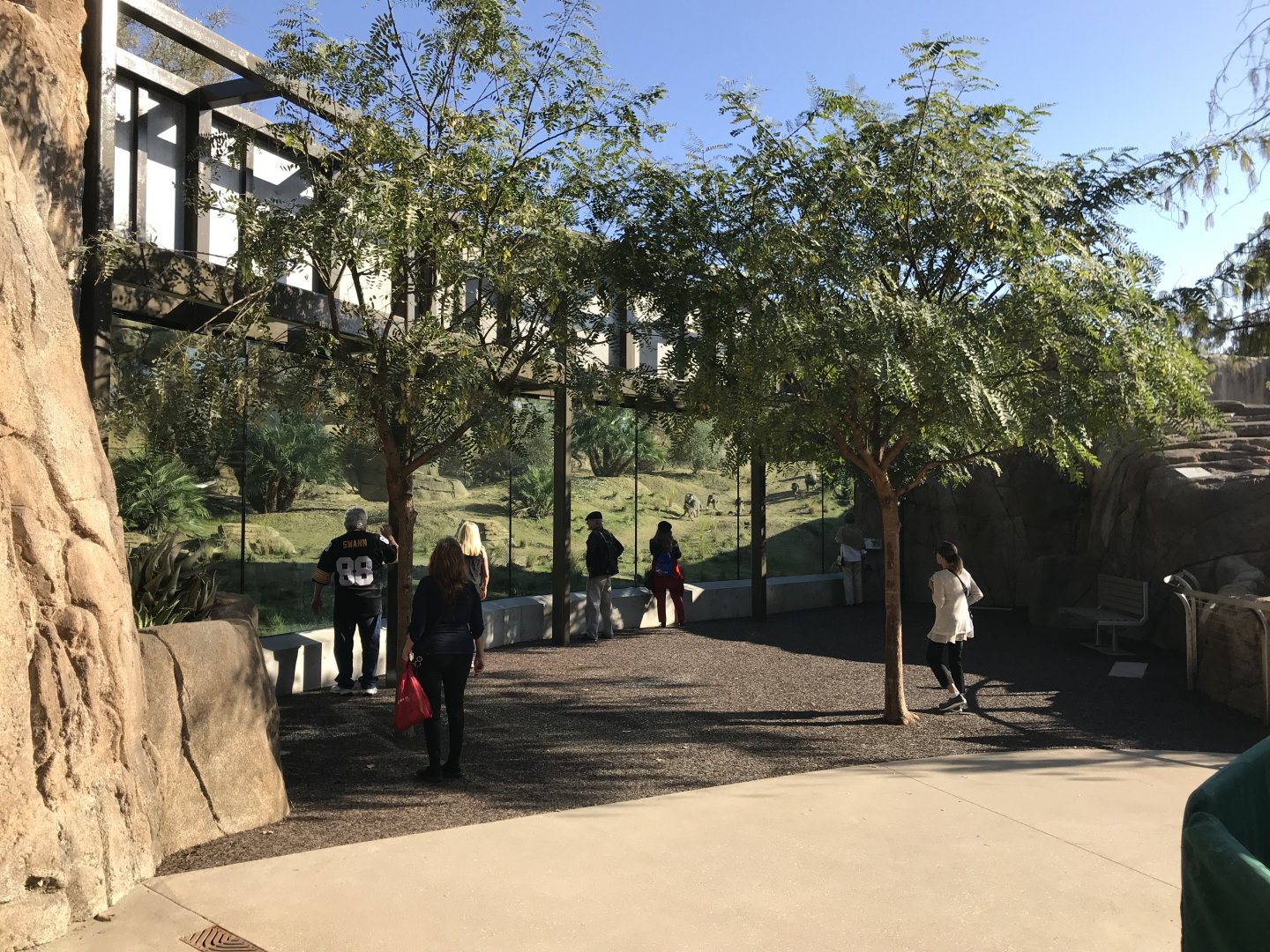 AR H Baboon 1 Viewing Area 5