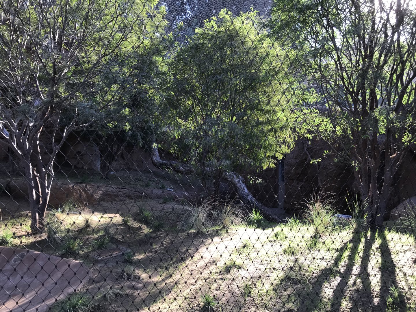 AR Leopard 1 Viewing Area 1 Center