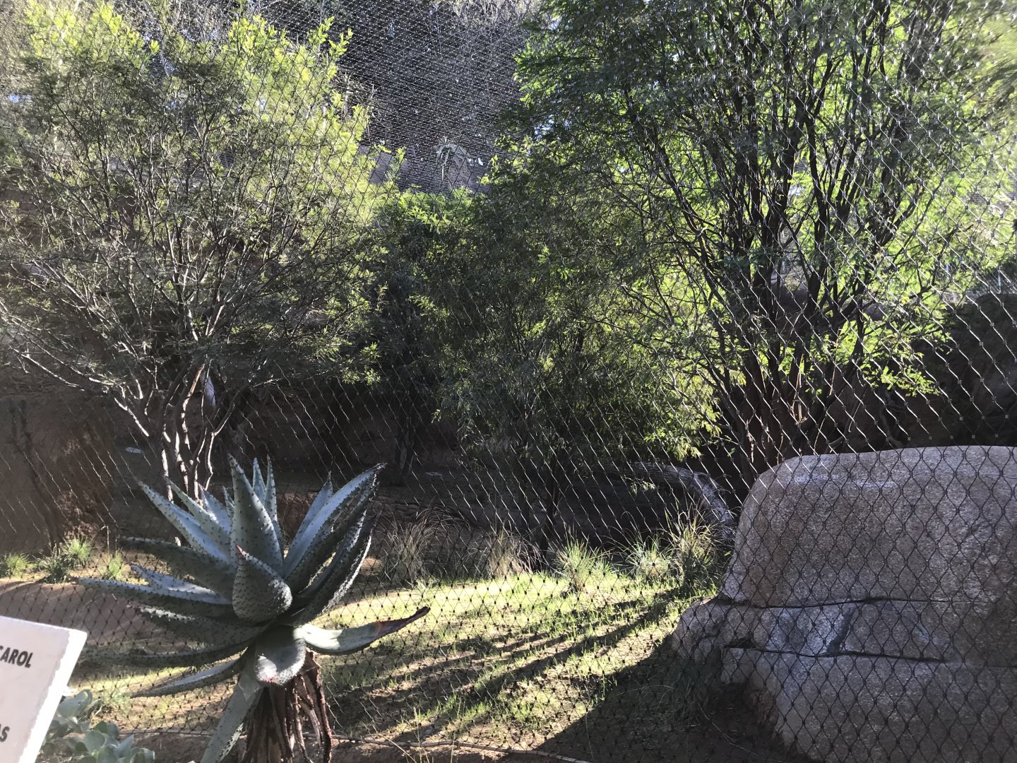 AR Leopard 1 Viewing Area 1 Right