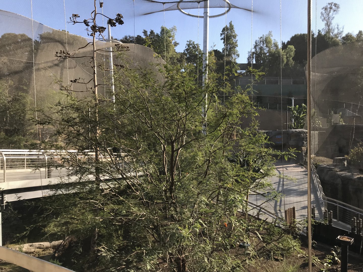 AR Lower Aviary Far Left