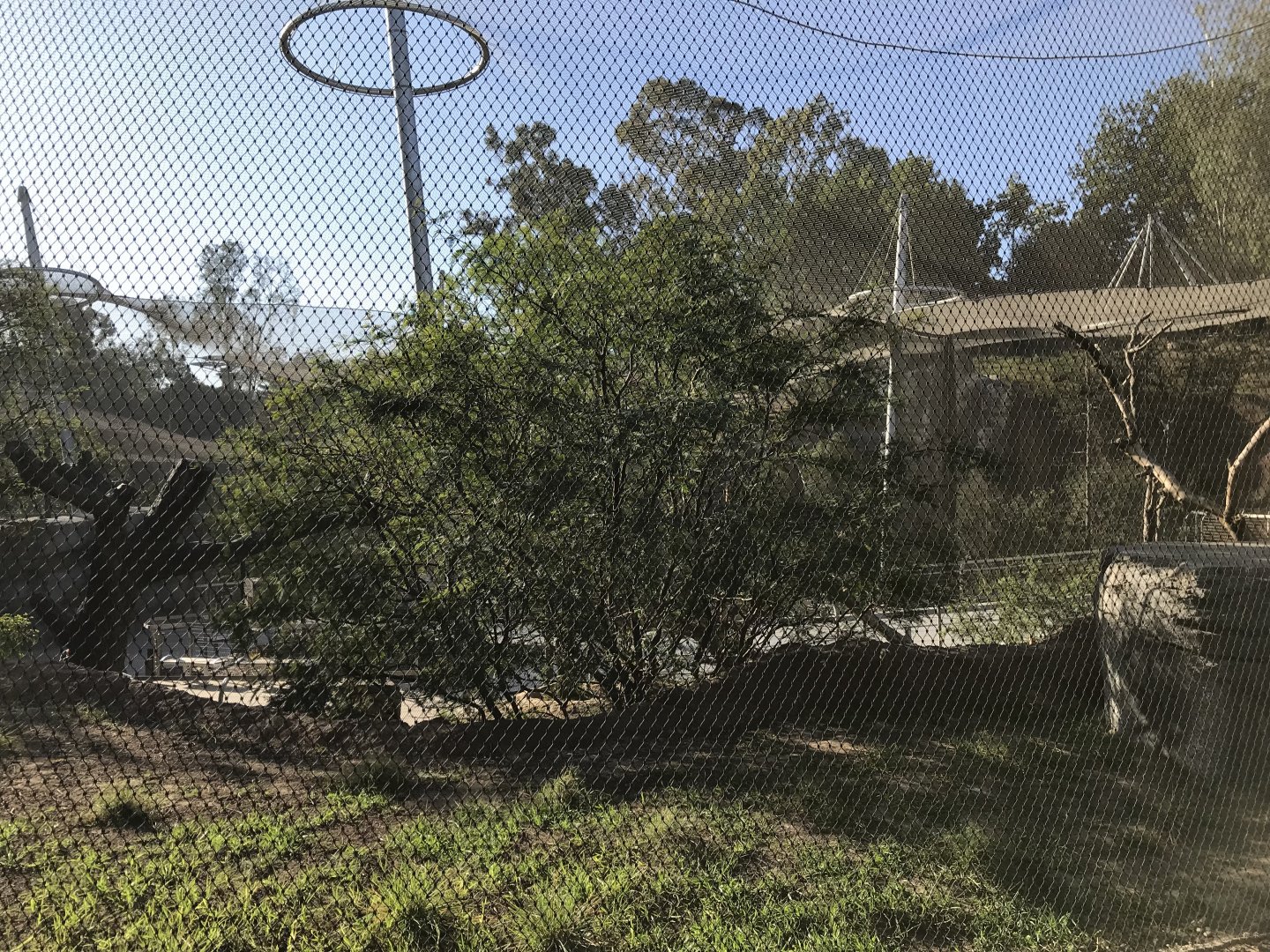 AR Vervet Monkey 1 Back Viewing 1 Center