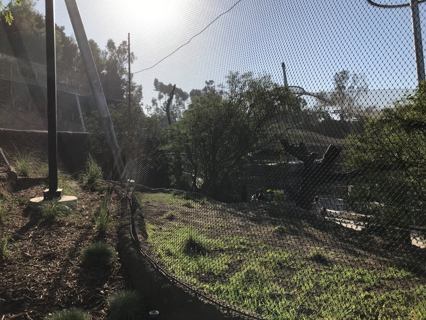 AR Vervet Monkey 1 Back Viewing 1 Left