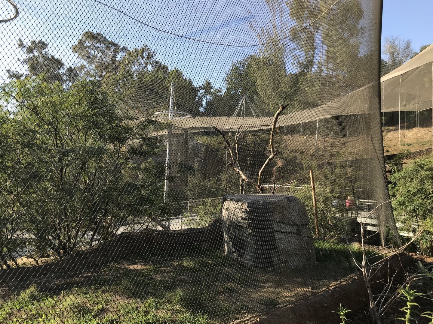 AR Vervet Monkey 1 Back Viewing 1 Right