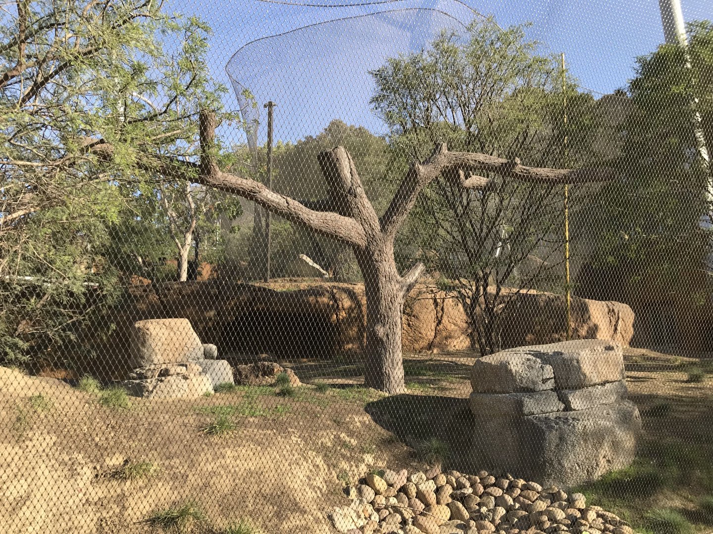 AR Vervet Monkey 1 Front Viewing 2 Center