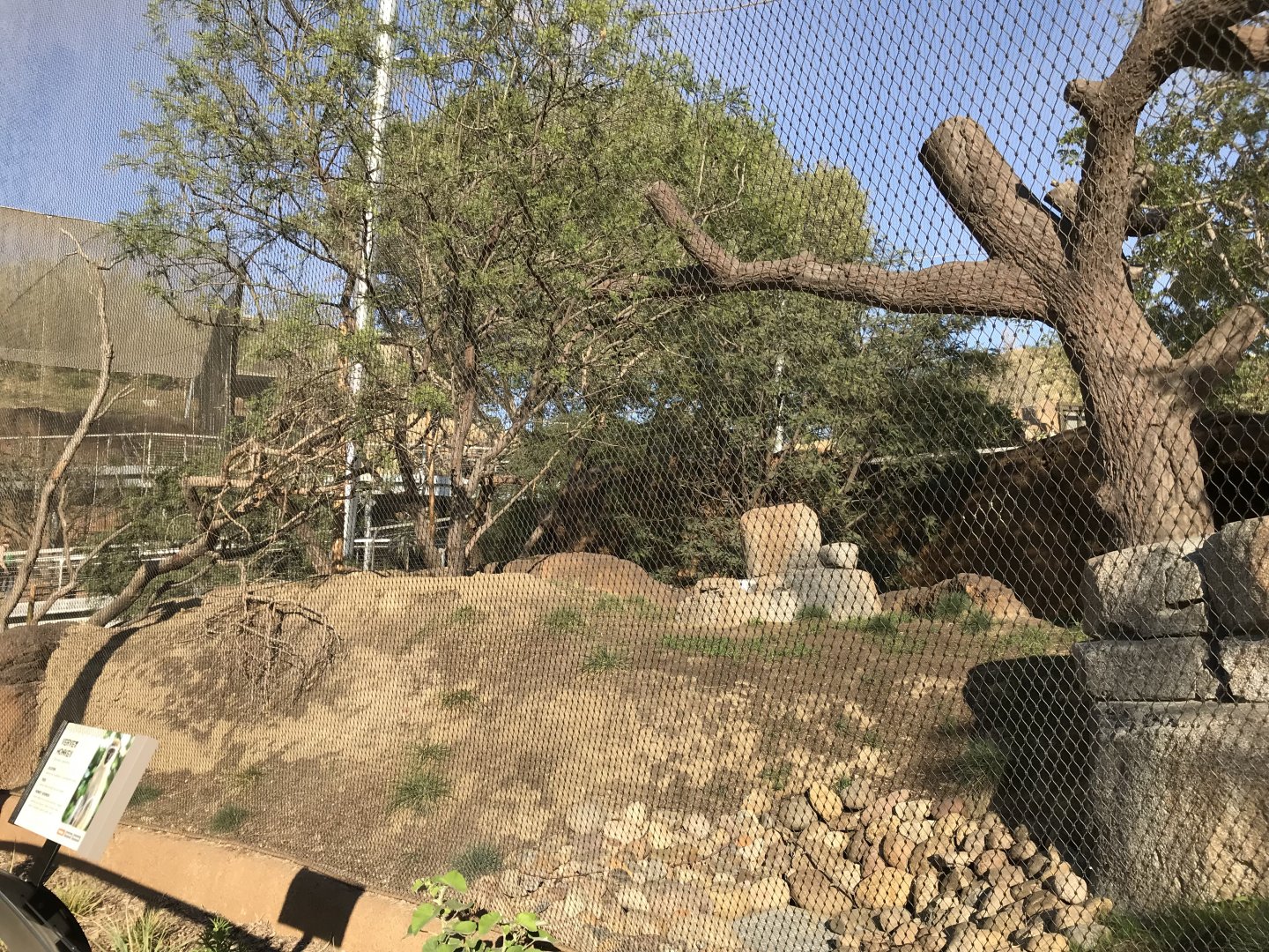 AR Vervet Monkey 1 Front Viewing 2 Left 2