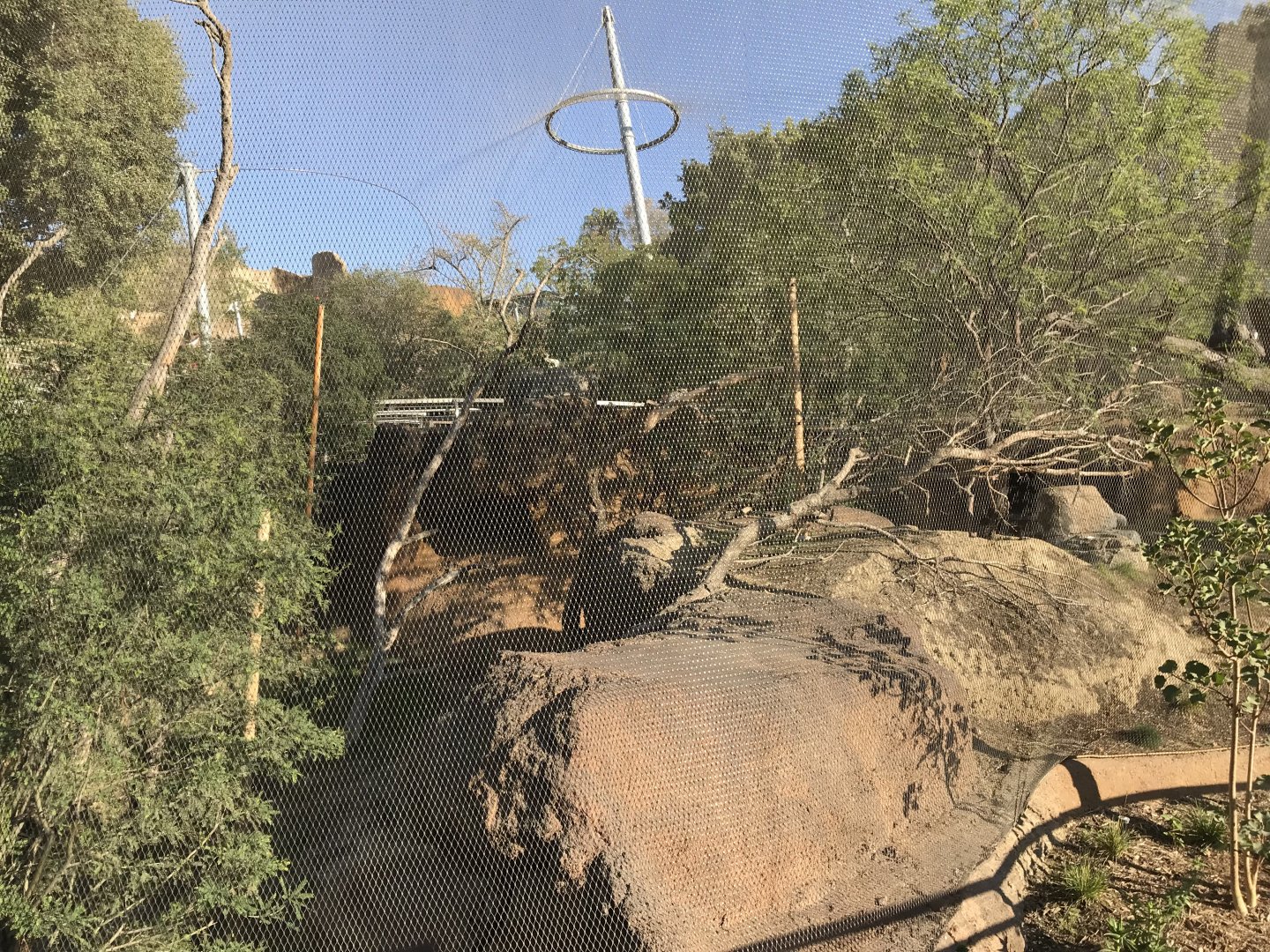 AR Vervet Monkey 1 Front Viewing 2 Left