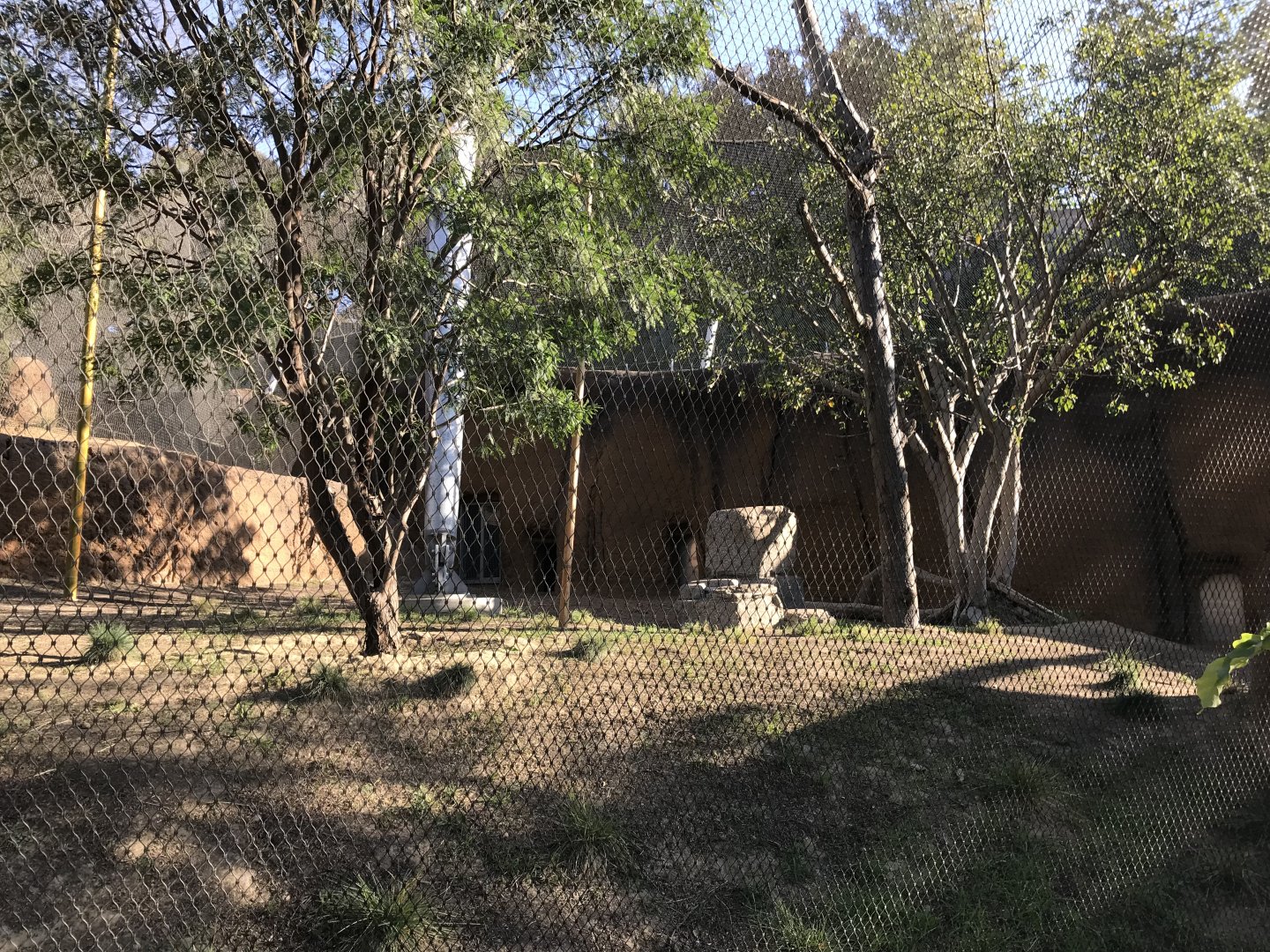 AR Vervet Monkey 1 Front Viewing 2 Right