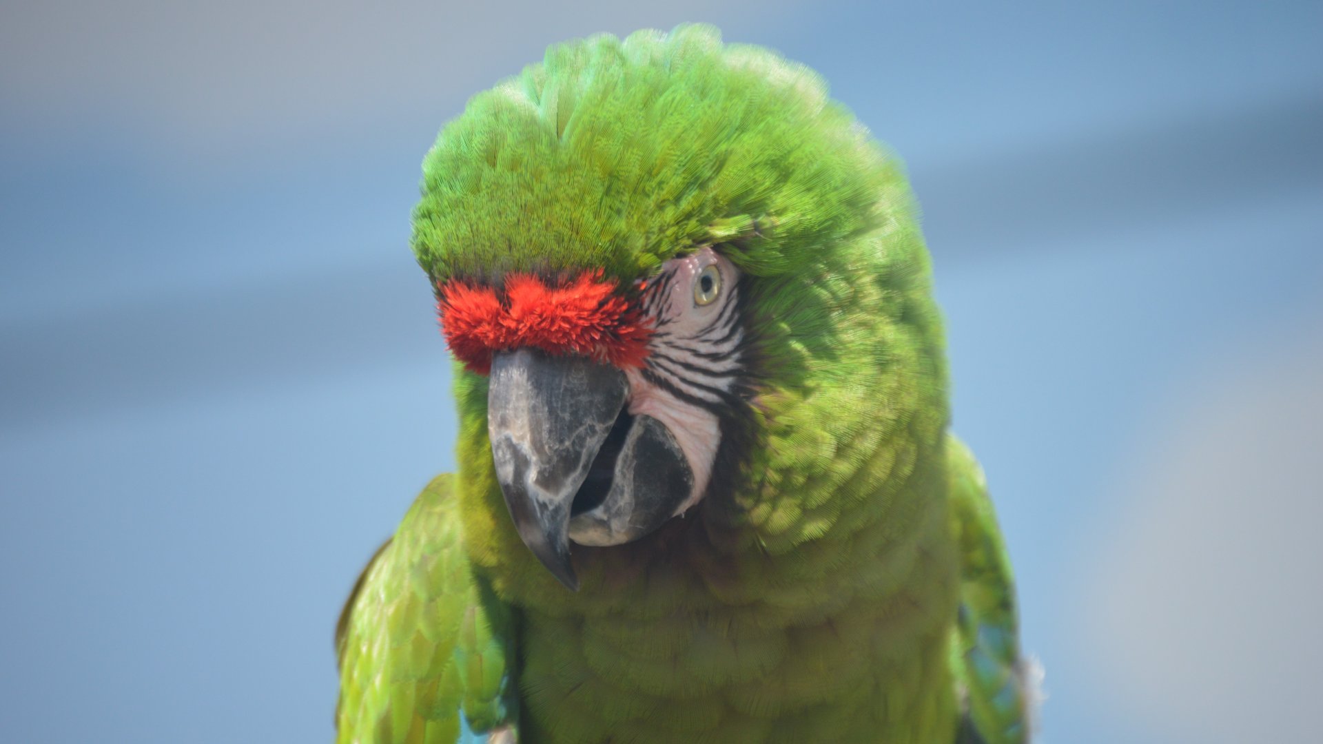 Ara ambiguus or militaris? Macaw ID (Milwaukee County Zoo, Summer 2017)