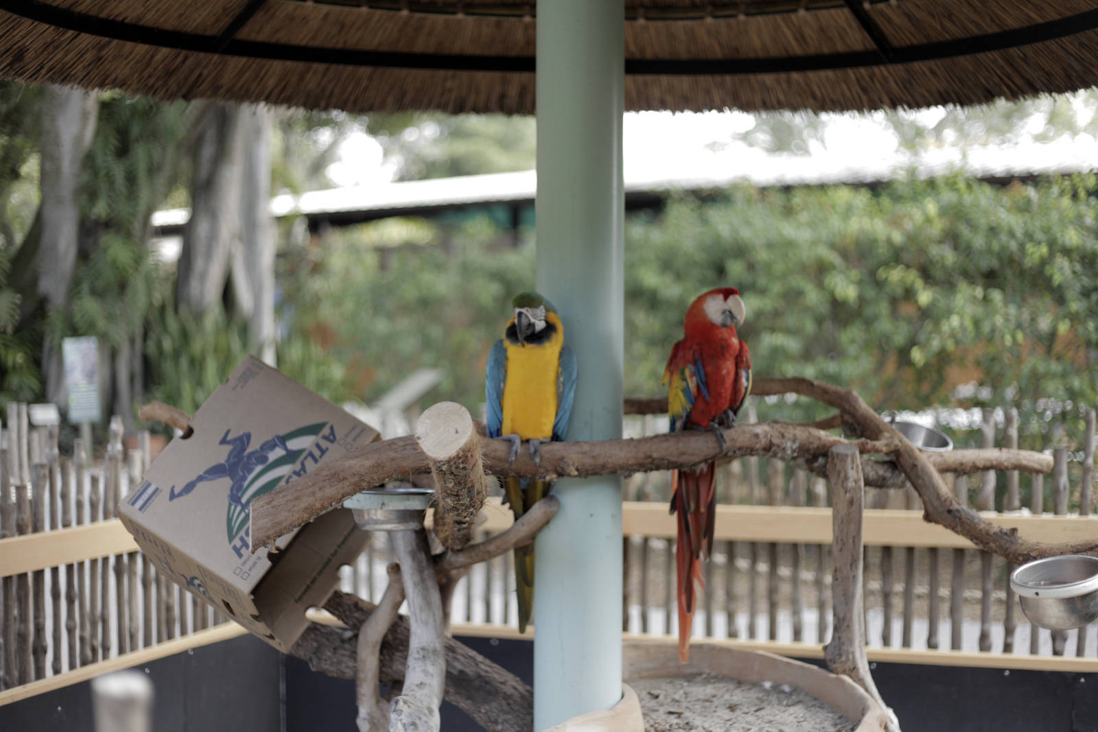 Ara Araruana and Ara macao (Blue and gold Macaw,Scarlet Macaw)