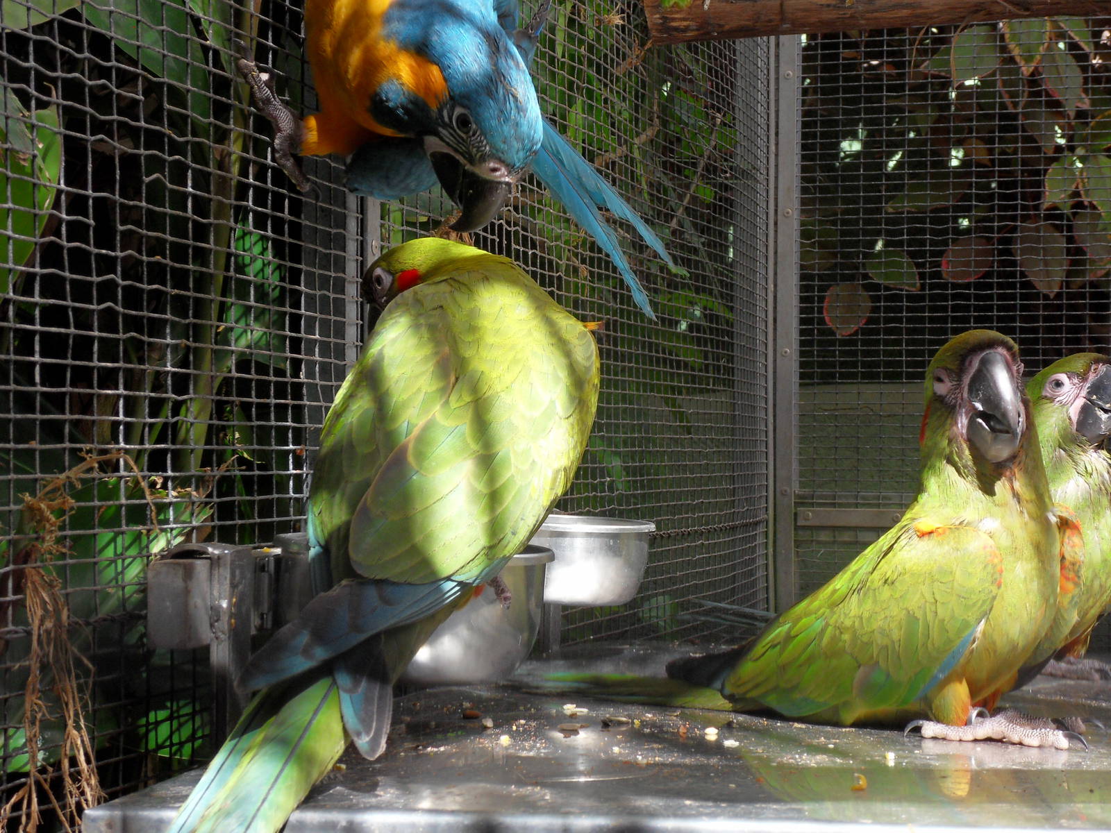 Ara caninde and Ara rubrogenys