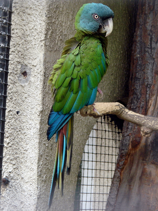 Ara couloni / Blue-headed macaw