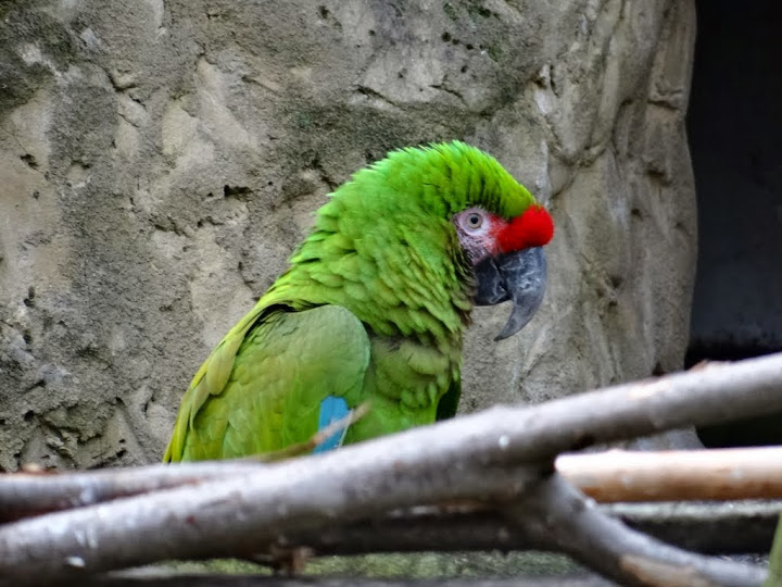 Ara militaris mexicana