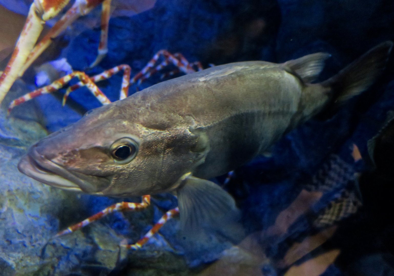 Ara (Niphon spinosus) - Takeshima Aquarium
