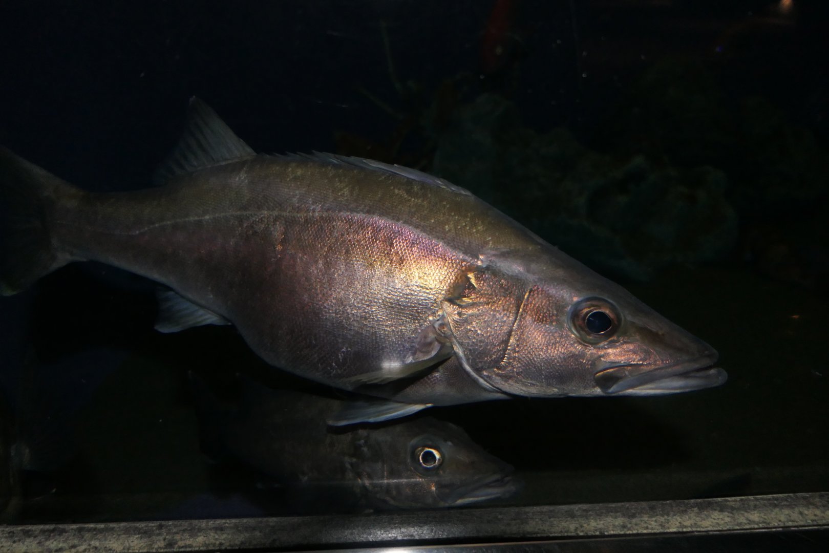 Ara (Niphon spinosus)