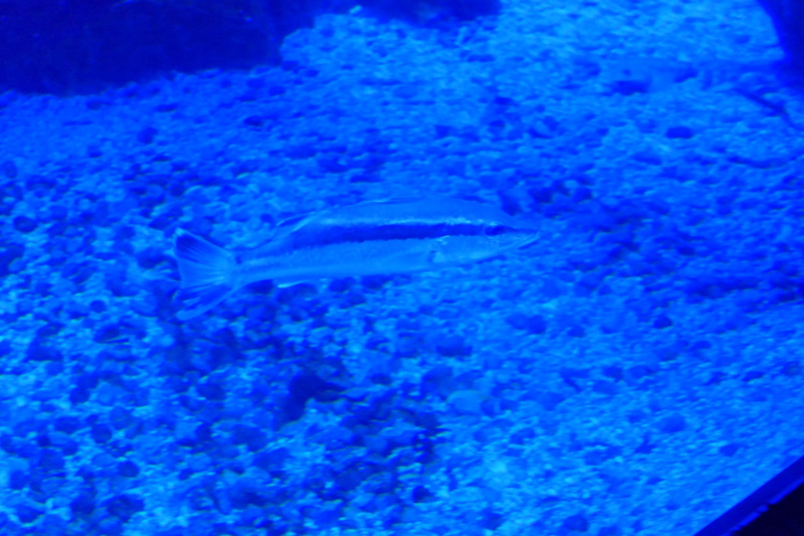 Ara (Niphon spinosus)