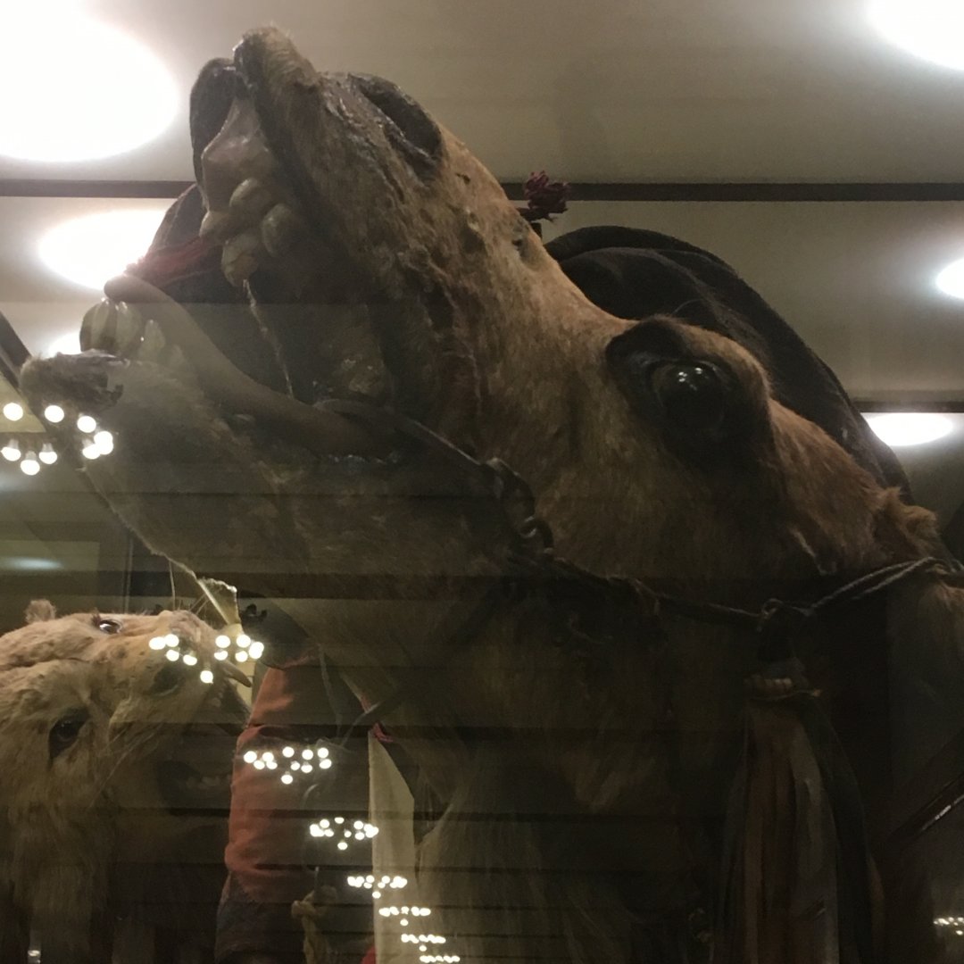 Arab Courier Attacked By Lions Dromedary Camel