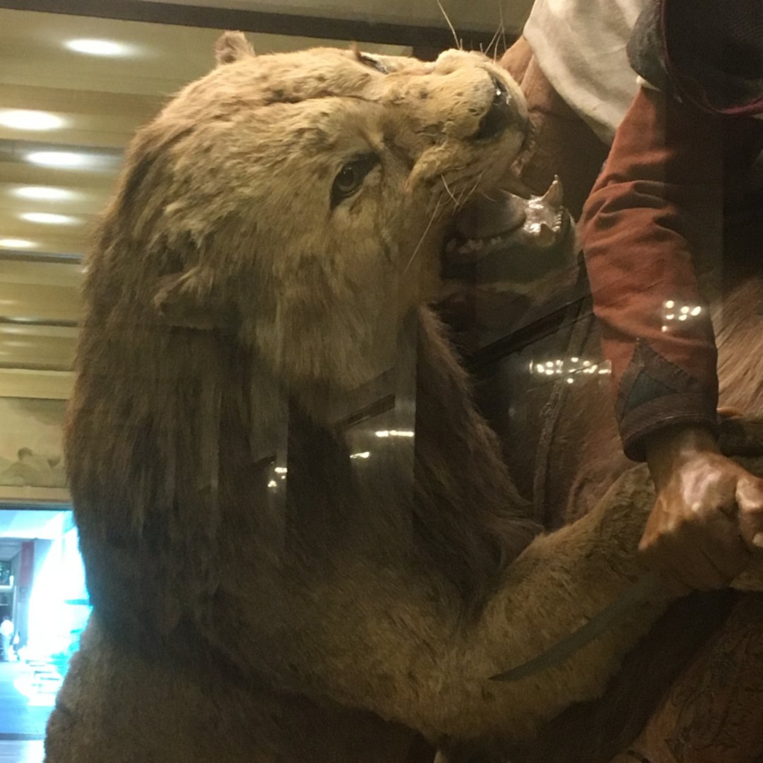 Arab Courier Attacked By Lions Male Barbary Lion