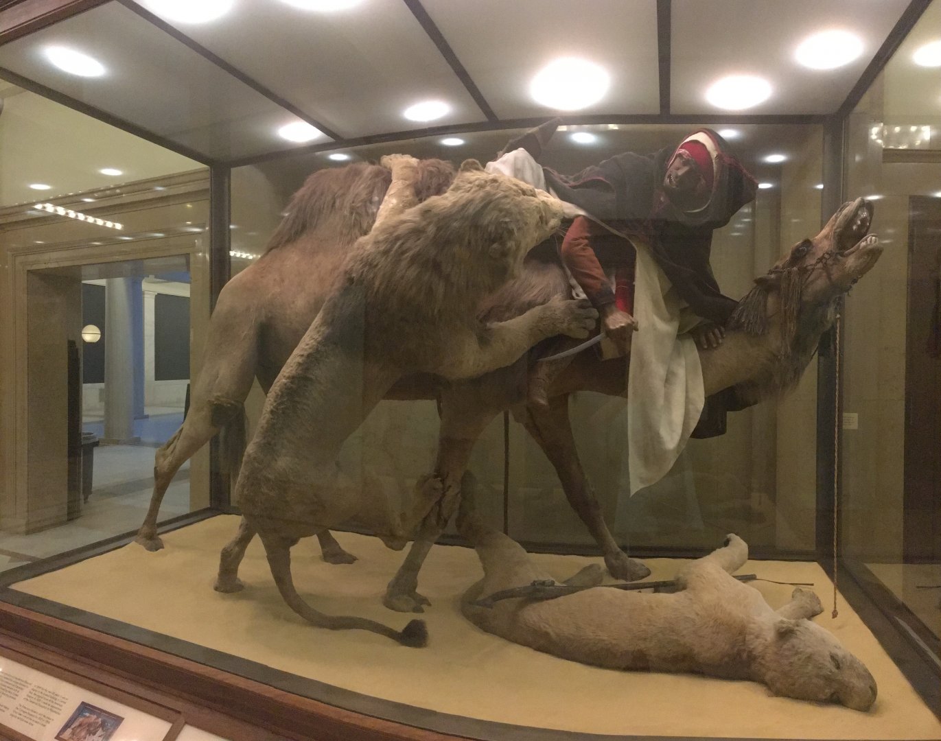 Arab Courier Attacked By Lions