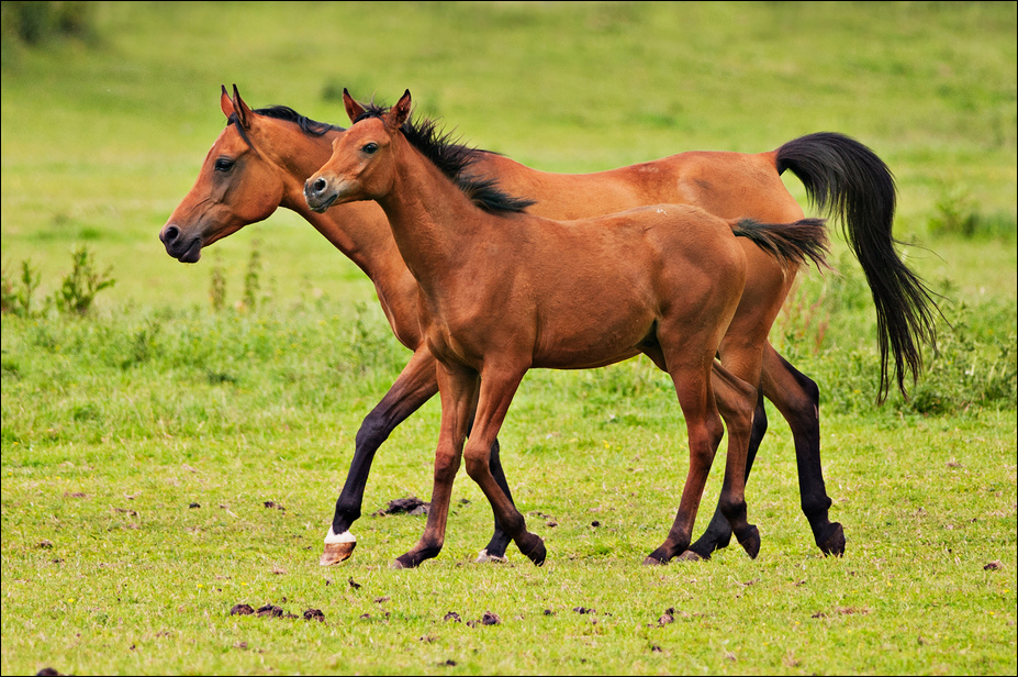 Arab horses at Ströhen