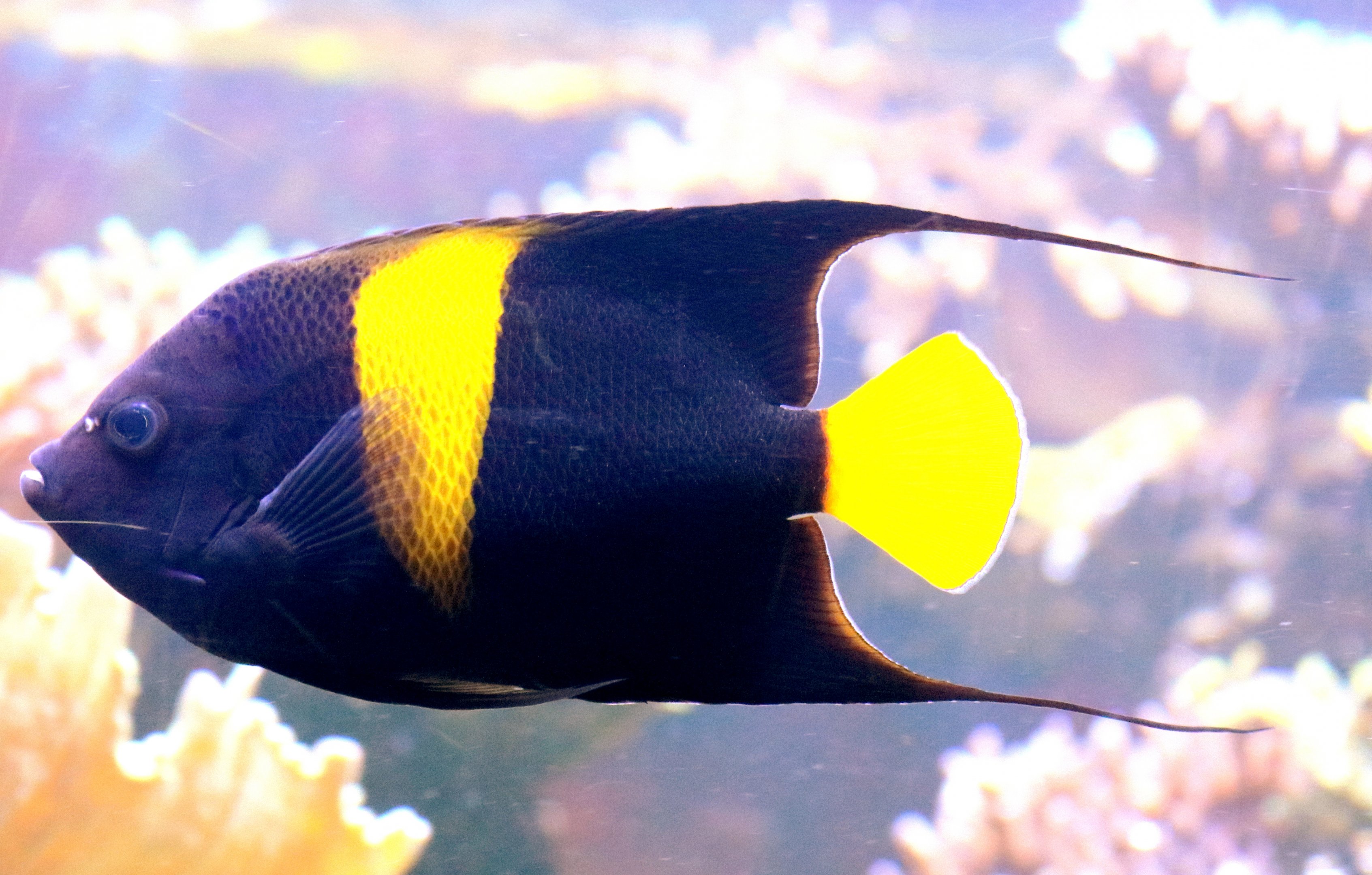Arabian angelfish; London Zoo; 7th February 2019