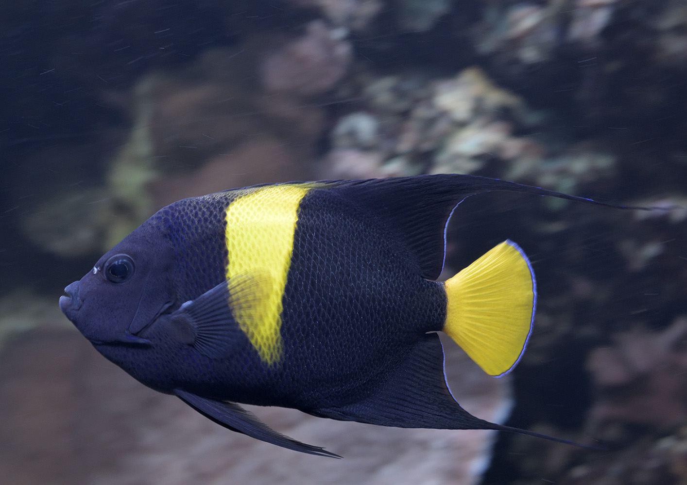 Arabian angelfish