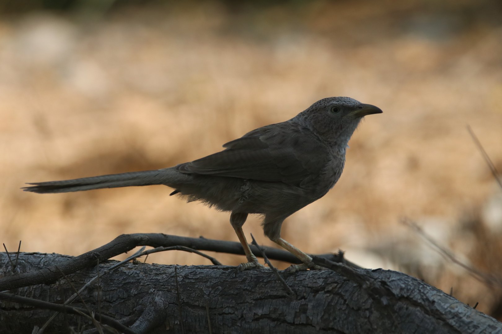 Arabian babbler
