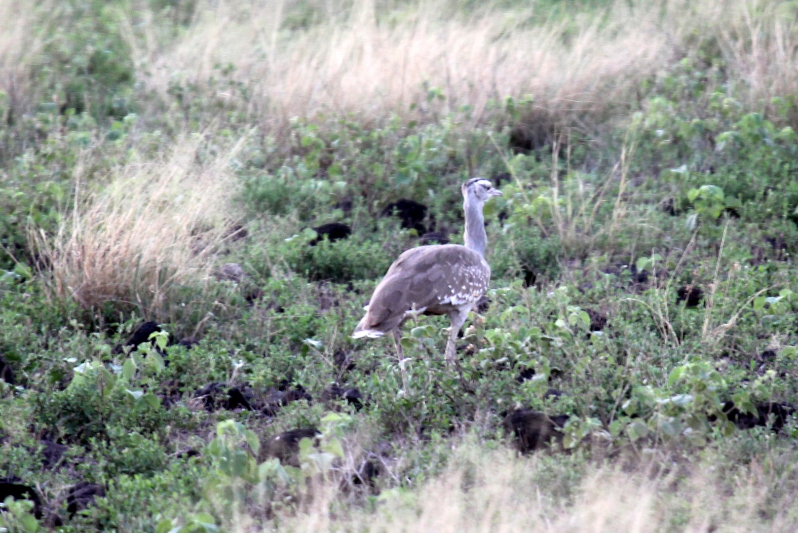 Arabian bustard (Ardeotis arabs) ID?