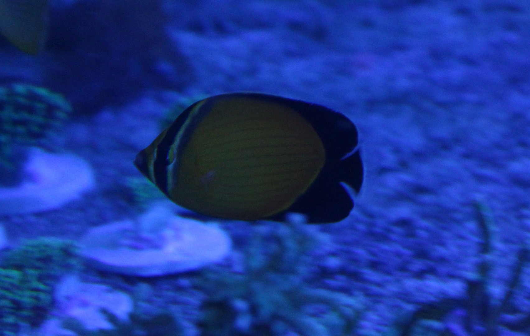 Arabian butterflyfish - Chaetodon melapterus