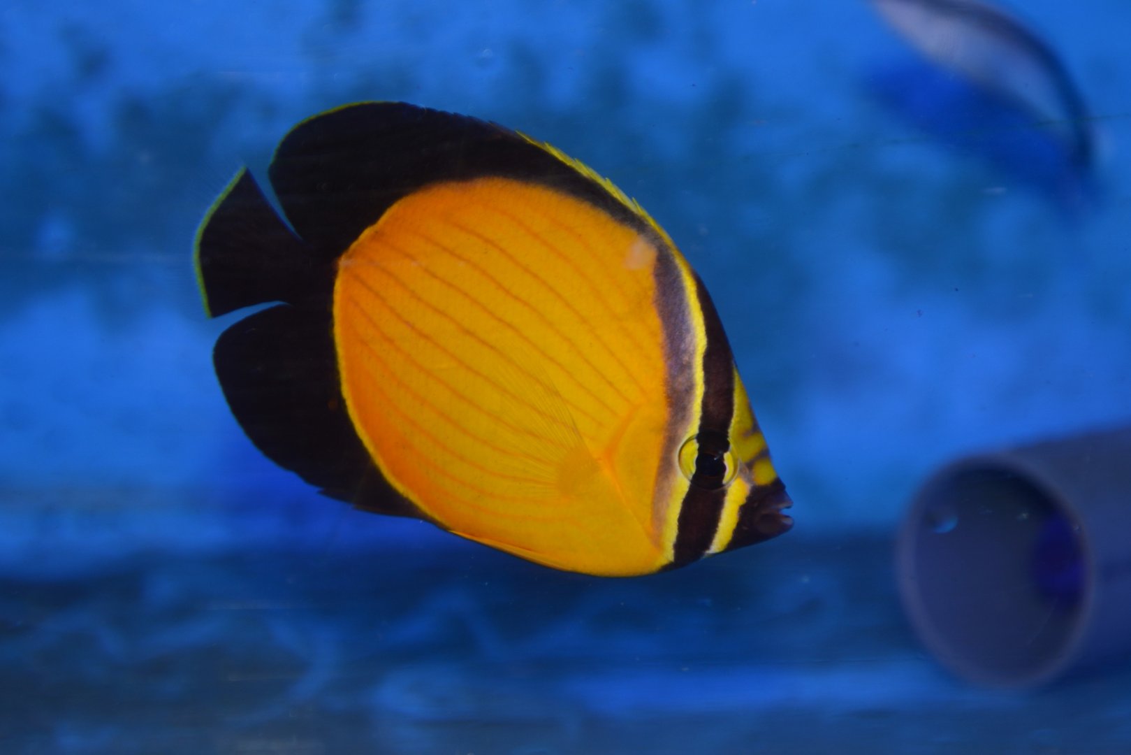 Arabian butterflyfish (Chaetodon melapterus)