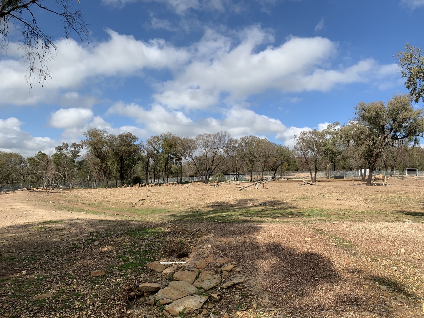 Arabian Camel and Barbary Sheep Paddock